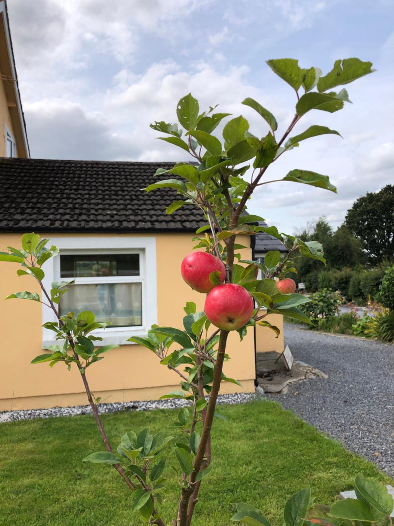 Mon Petit Cottage - B&B And House In Bunclody Exterior photo